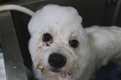 千葉県鎌ヶ谷市のビションフリーゼのシャンプー画像