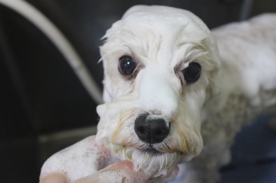 千葉県松戸市のミックス犬のシャンプー画像