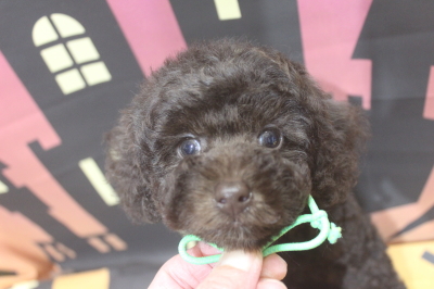 トイプードルブリーダーの子犬、トリミング画像