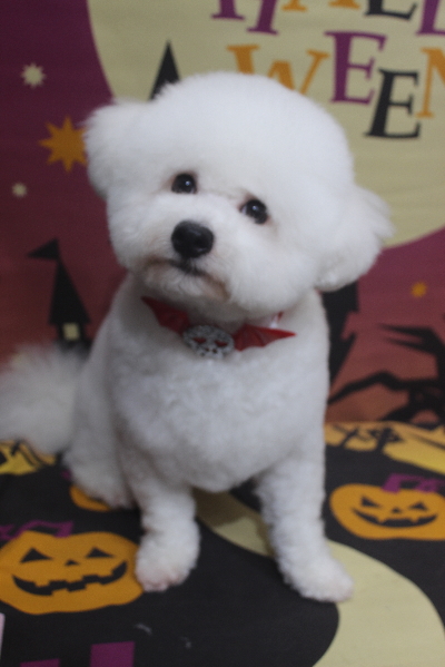 千葉県鎌ヶ谷市のビションフリーゼのトリミング画像