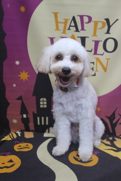 千葉県鎌ヶ谷市のミックス犬のトリミング画像