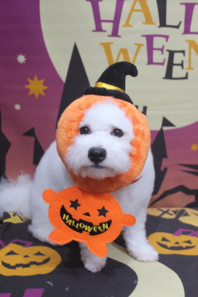 千葉県鎌ヶ谷市のビションフリーゼのトリミング画像