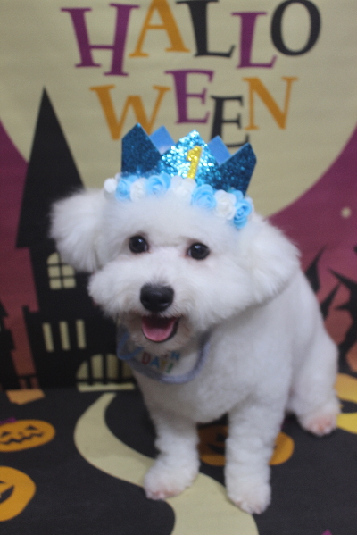 千葉県鎌ヶ谷市のビションフリーゼのトリミング画像