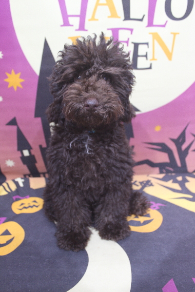 東京都中央区のトイプードルのトリミング前画像