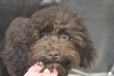 東京都中央区のトイプードルの歯磨き画像