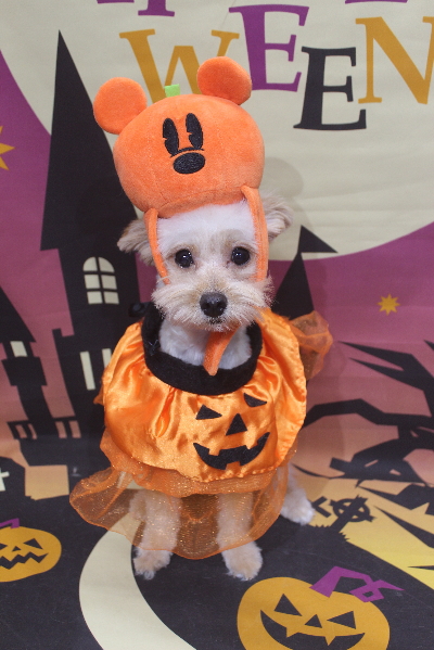 千葉県鎌ケ谷市のミックス犬のトリミング画像