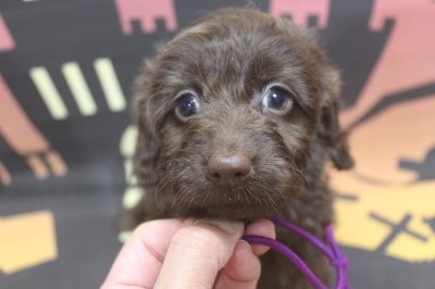 トイプードルブリーダーの子犬、トリミング画像