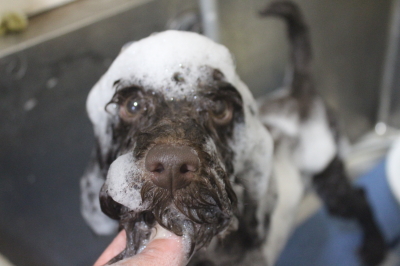 東京都中央区のトイプードルのシャンプー画像