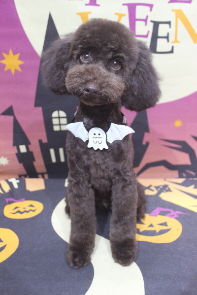 東京都中央区のトイプードルのトリミング画像