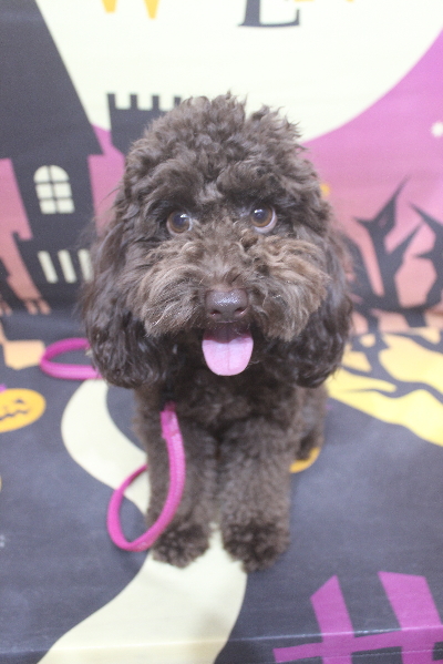 千葉県千葉市のトイプードルのトリミング前画像