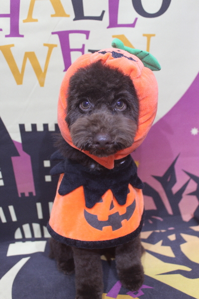 東京都中央区のトイプードルのトリミング画像