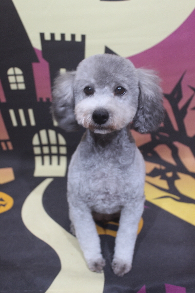 トイプードルブリーダーの成犬、トリミング画像