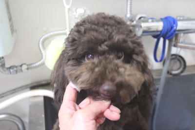 千葉県千葉市のトイプードルの歯磨き画像