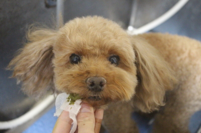 千葉県鎌ヶ谷市のトイプードルの歯磨き画像
