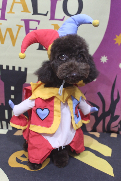 東京都中央区のトイプードルのトリミング画像