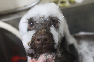 千葉県千葉市のトイプードルのシャンプー画像