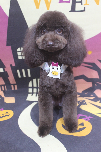 千葉県千葉市のトイプードルのトリミング画像