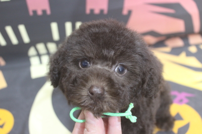 トイプードルブリーダーの子犬、トリミング画像