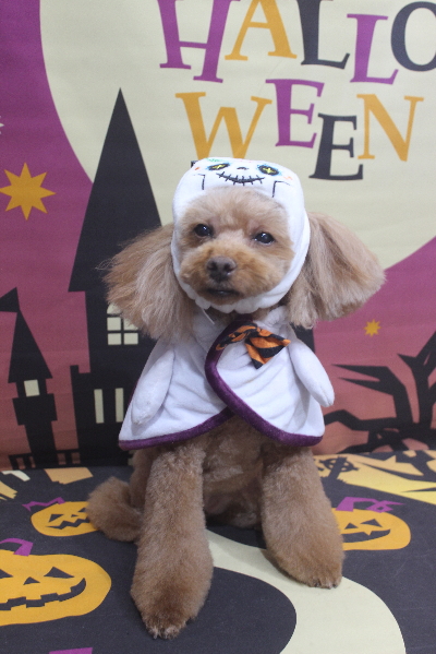 千葉県鎌ヶ谷市のトイプードルのトリミング画像