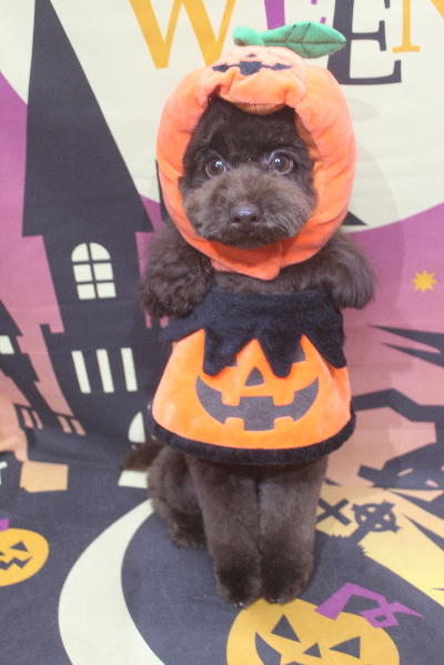 千葉県千葉市のトイプードルのトリミング画像