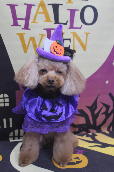 千葉県鎌ヶ谷市のトイプードルのトリミング画像