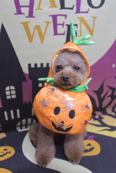 千葉県鎌ヶ谷市のトイプードルのトリミング画像