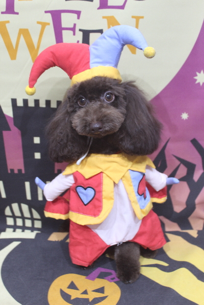 千葉県千葉市のトイプードルのトリミング画像