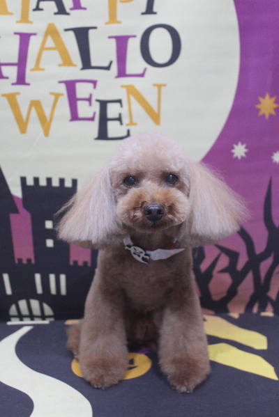 千葉県鎌ヶ谷市のトイプードルのトリミング画像