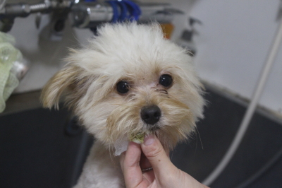 千葉県鎌ケ谷市のミックス犬のハーブ歯磨き画像