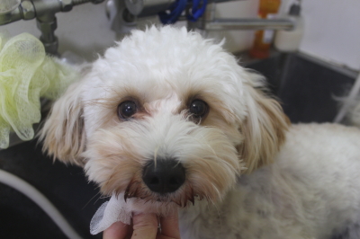 千葉県鎌ヶ谷市のミックス犬の歯磨き画像