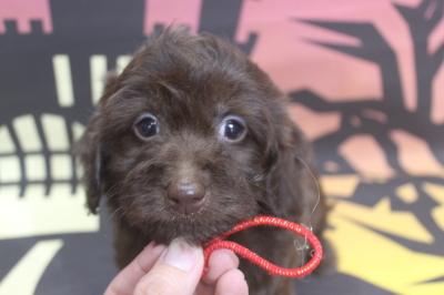 トイプードルブリーダーの子犬、トリミング画像
