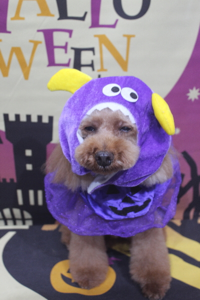 千葉県鎌ヶ谷市のトイプードルのトリミング画像