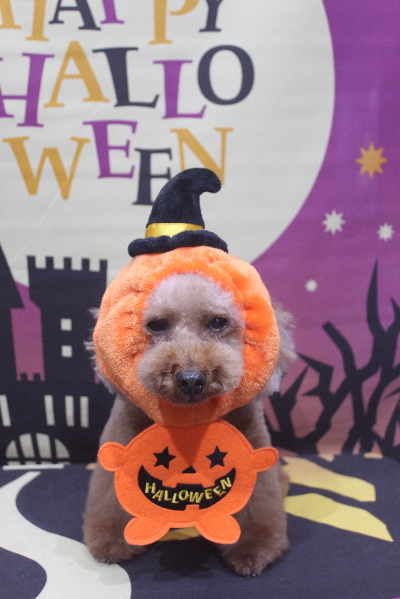 千葉県鎌ヶ谷市のトイプードルのトリミング画像