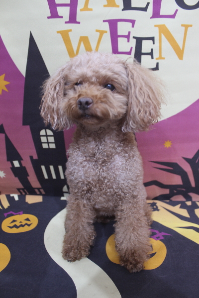 千葉県鎌ヶ谷市のトイプードルのトリミング前画像