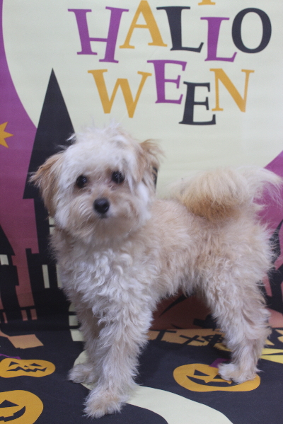 千葉県鎌ケ谷市のミックス犬のトリミング前画像