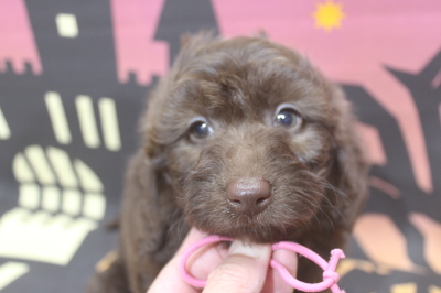 トイプードルブリーダーの子犬、トリミング画像