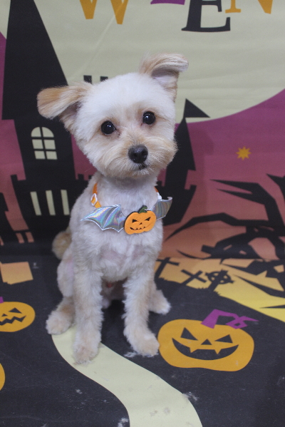 千葉県鎌ケ谷市のミックス犬のトリミング画像