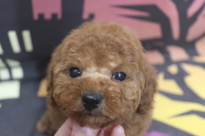 トイプードルブリーダーの子犬、トリミング画像