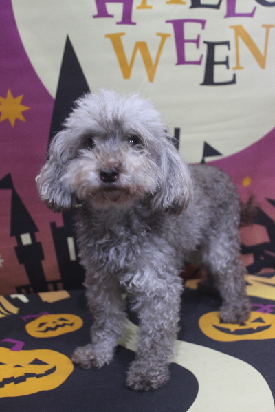 トイプードルブリーダーの成犬、トリミング前画像