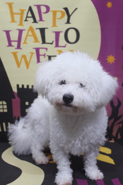 千葉県鎌ヶ谷市のビションフリーゼのトリミング前画像