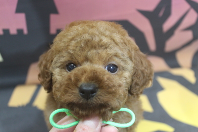 トイプードルブリーダーの子犬、トリミング画像
