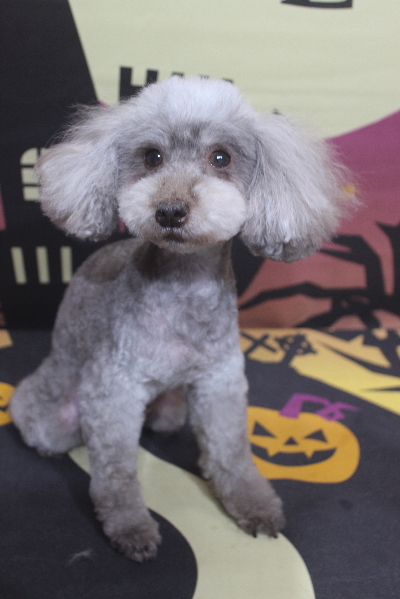 トイプードルブリーダーの成犬、トリミング画像