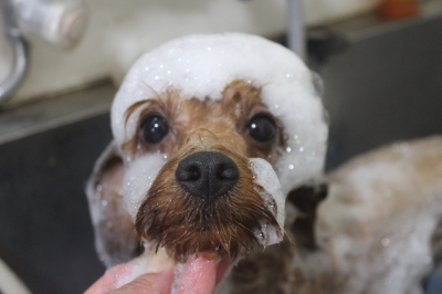 千葉県鎌ケ谷市のミックス犬のシャンプー画像