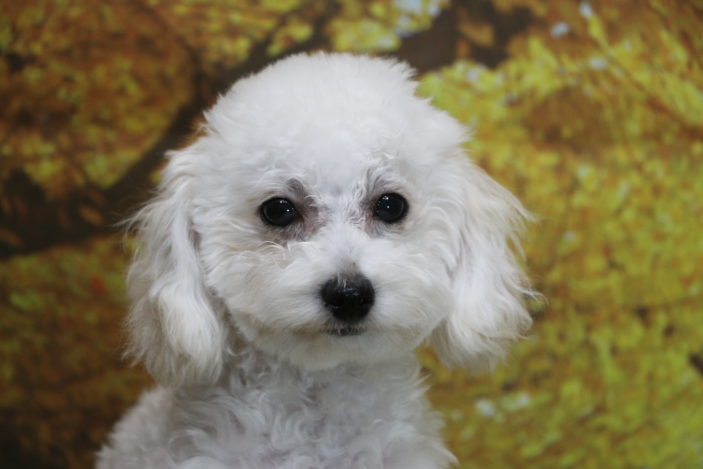 タイニープードルホワイト(白)の子犬男の子、生後4ヶ月半画像