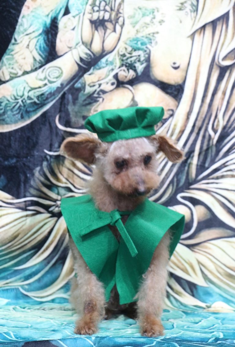 トイプードル高齢犬お祝い緑寿ちゃんちゃんこ帽子画像