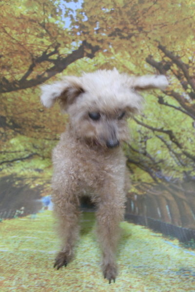 千葉県鎌ヶ谷市のトイプードルのトリミング前画像