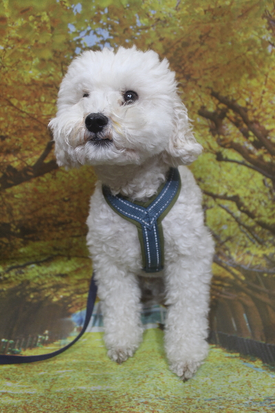 千葉県松戸市のミックス犬のトリミング前画像