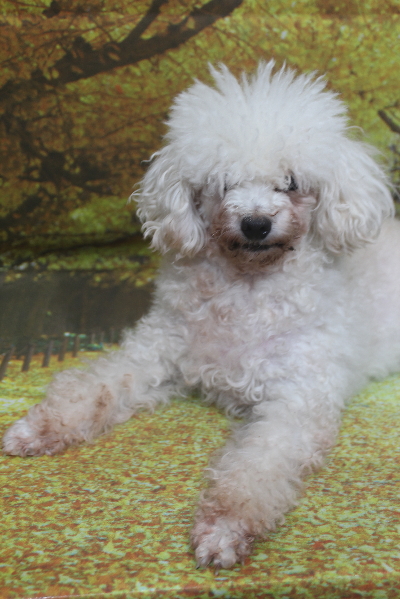 トイプードルブリーダーの成犬、トリミング画像