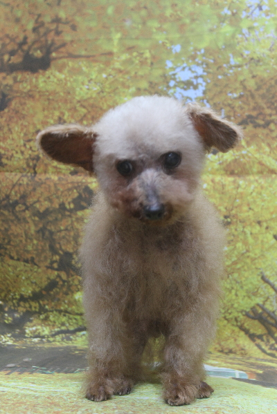 トイプードルブリーダーの成犬、トリミング画像