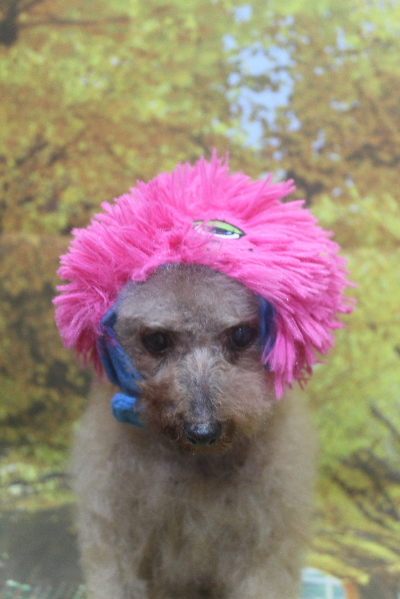 トイプードルブリーダーの成犬、トリミング画像